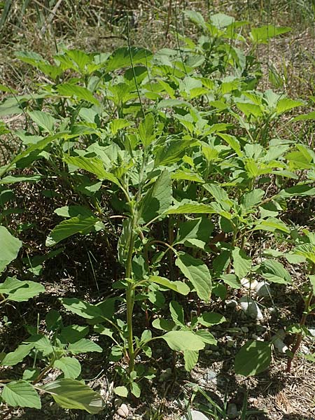 Amaranthus patulus \ Ausgebreiteter Fuchsschwanz / Smooth Pigweed, GR Euboea (Evia), Kanatadika 25.8.2017