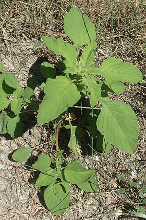 Amaranthus patulus \ Ausgebreiteter Fuchsschwanz / Smooth Pigweed, GR Euboea (Evia), Kanatadika 25.8.2017