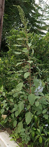 Amaranthus hybridus \ Grnhriger Amaranth, Bastard-Fuchsschwanz, GR Euboea (Evia), Loutra Edipsos 29.8.2017