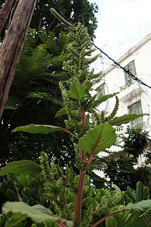 Amaranthus hybridus \ Grnhriger Amaranth, Bastard-Fuchsschwanz, GR Euboea (Evia), Loutra Edipsos 29.8.2017