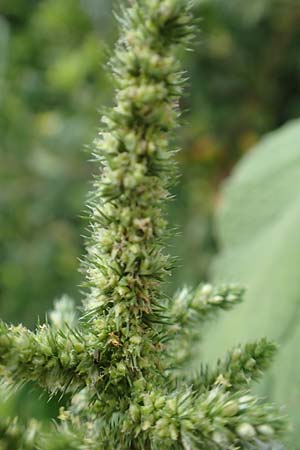 Amaranthus hybridus \ Grnhriger Amaranth, Bastard-Fuchsschwanz / Green Amaranth, Slender Pigweed, GR Euboea (Evia), Loutra Edipsos 29.8.2017