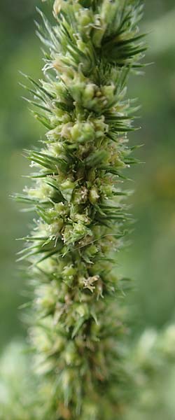 Amaranthus hybridus \ Grnhriger Amaranth, Bastard-Fuchsschwanz, GR Euboea (Evia), Loutra Edipsos 29.8.2017