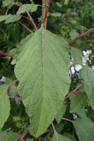 Amaranthus hybridus \ Grnhriger Amaranth, Bastard-Fuchsschwanz / Green Amaranth, Slender Pigweed, GR Euboea (Evia), Loutra Edipsos 29.8.2017