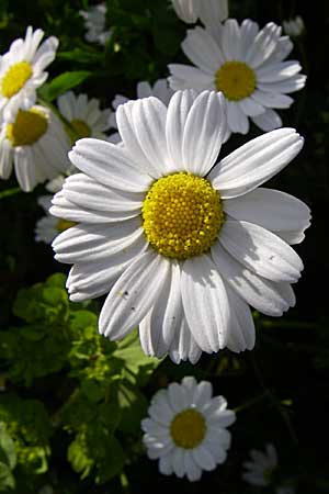 Anthemis cotula \ Stinkende Hundskamille / Stinking Chamomile, Mayweed, GR Zagoria, Monodendri 15.5.2008