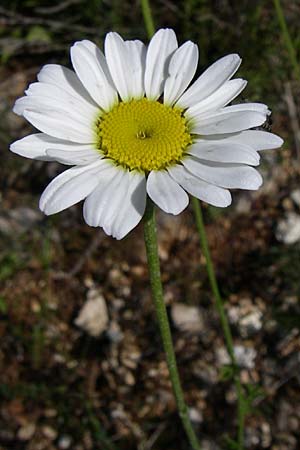 Anthemis altissima \ Hohe Hundskamille / Tall Chamomile, GR Zagoria, Kalpaki 16.5.2008