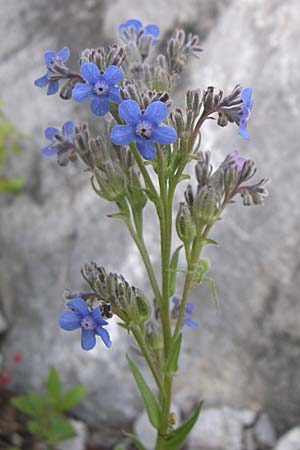 Cynoglottis barrelieri subsp. serpentinicola \ Serpentin-Ochsenzunge / Serpentine Alkanet, GR Aoos - Schlucht / Gorge 16.5.2008