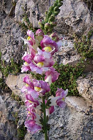 Antirrhinum majus \ Groes Lwenmaul / Snapdragon, GR Konitsa 16.5.2008