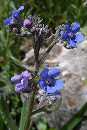 Cynoglottis barrelieri subsp. serpentinicola \ Serpentin-Ochsenzunge / Serpentine Alkanet, GR Timfi 17.5.2008