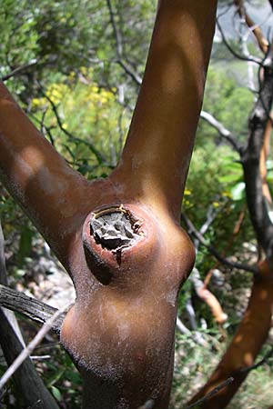 Arbutus andrachne \ stlicher Erdbeerbaum, GR Hymettos 20.5.2008