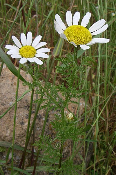 Anthemis chia \ Chios-Hundskamille, GR Hymettos 20.5.2008