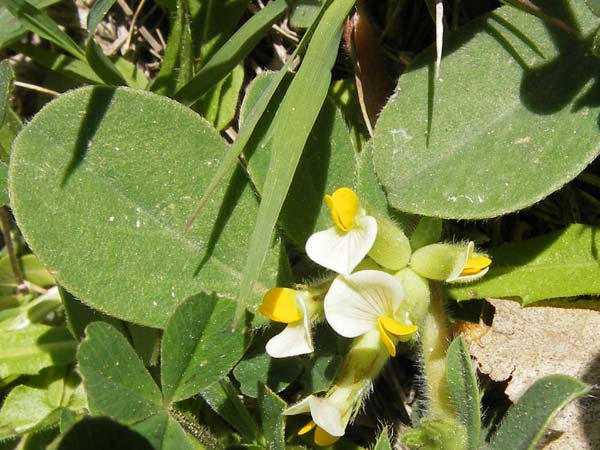 Anthyllis tetraphylla \ Blasen-Wundklee / Four-Leaved Kidney Vetch, Bladder Vetch, GR Peloponnes, Olympia 28.3.2013