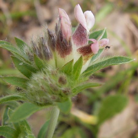 Anthyllis vulneraria subsp. pulchella \ Zierlicher Wundklee / Delicate Kidney Vetch, GR Peloponnes, Gythio 30.3.2013