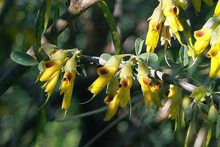 Anagyris foetida / Mediterranean Stinkbush, Stinking Bean Trefoil, GR Corinth 18.1.2011 (Photo: Gisela Nikolopoulou)