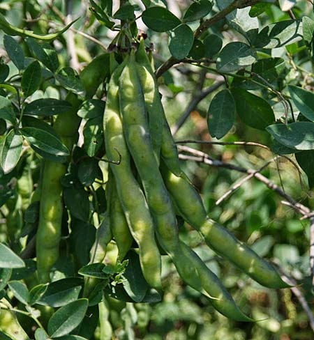 Anagyris foetida / Mediterranean Stinkbush, Stinking Bean Trefoil, GR Corinth 21.5.2011 (Photo: Gisela Nikolopoulou)