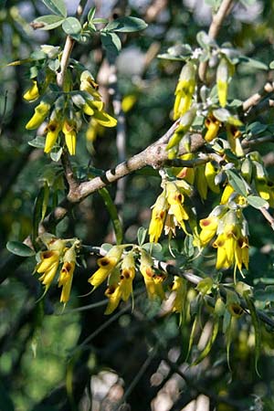 Anagyris foetida \ Stinkstrauch / Mediterranean Stinkbush, Stinking Bean Trefoil, GR Korinth/Corinth 18.1.2011 (Photo: Gisela Nikolopoulou)