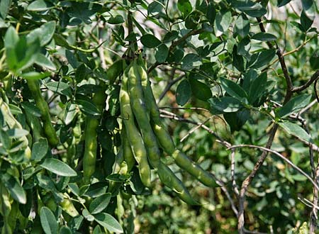 Anagyris foetida \ Stinkstrauch / Mediterranean Stinkbush, Stinking Bean Trefoil, GR Korinth/Corinth 21.5.2011 (Photo: Gisela Nikolopoulou)