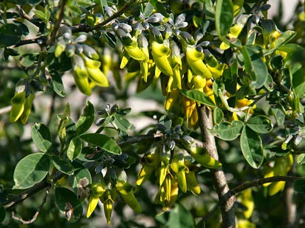 Anagyris foetida / Mediterranean Stinkbush, Stinking Bean Trefoil, GR Corinth 18.2.2012 (Photo: Gisela Nikolopoulou)