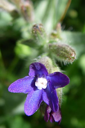 Anchusa officinalis \ Gewhnliche Ochsenzunge / Common Bugloss, GR Zagoria, Kipi 18.5.2008