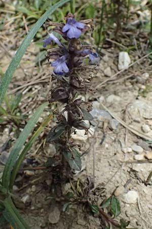 Ajuga reptans \ Kriechender Gnsel, GR Peloponnes, Mt. Kyllini, Mesi Trikalon 21.5.2024