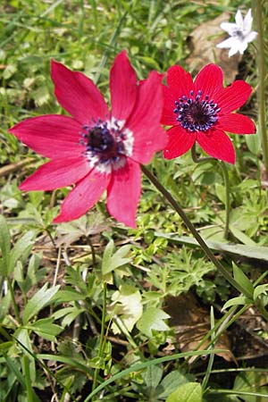 Anemone pavonina \ Pfauen-Anemone, GR Peloponnes, Strofilia-Wald bei Kalogria 27.3.2013