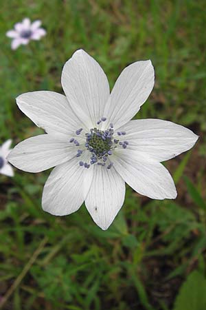 Anemone pavonina \ Pfauen-Anemone, GR Peloponnes, Strofilia-Wald bei Kalogria 27.3.2013