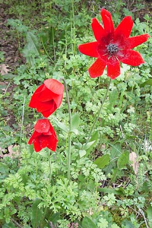 Anemone pavonina \ Pfauen-Anemone / Peacock Anemone, GR Peloponnes, Manthirea 1.4.2013