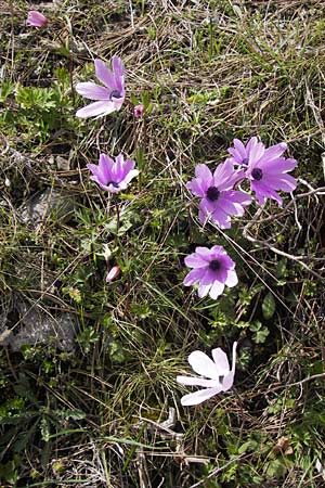 Anemone pavonina \ Pfauen-Anemone / Peacock Anemone, GR Parnitha 3.4.2013