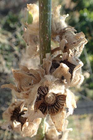 Alcea pallida \ Bleiche Stockrose, Balkan-Stockrose / Balkan Hollyhock, GR Euboea (Evia), Kerasia 27.8.2017