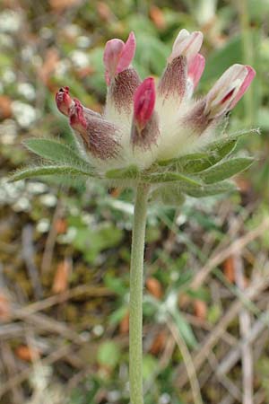 Anthyllis vulneraria subsp. praepropera \ Roter Wundklee / Red Kidney Vetch, GR Athen, Mount Egaleo 10.4.2019