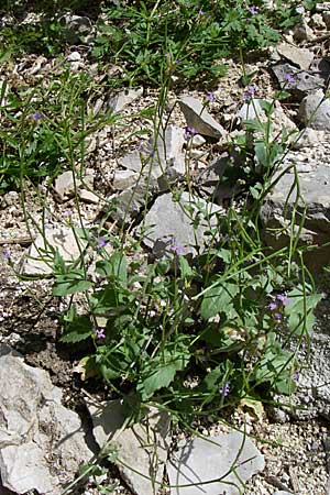 Arabis verna \ Frhlings-Gnsekresse / Spring Rock-Cress, GR Zagoria, Kipi 18.5.2008