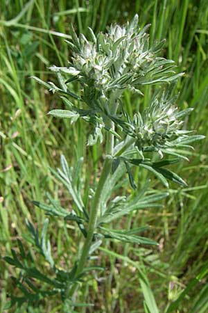 Artemisia vulgaris \ Gewöhnlicher Beifuß, GR Zagoria, Kipi 18.5.2008