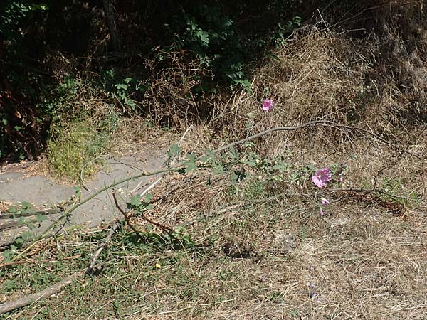 Alcea rosea \ Stockrose / Common Hollyhock, GR Euboea (Evia), Agia Anna 27.8.2017