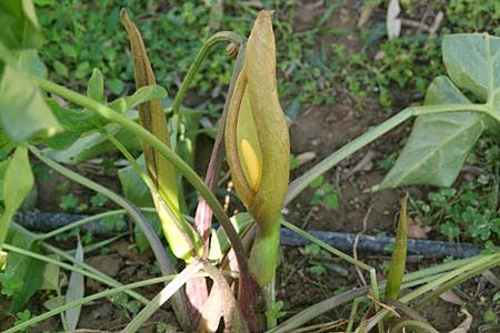 Arum concinnatum / Elaborated Arum, GR Corinth 29.4.2014 (Photo: Gisela Nikolopoulou)