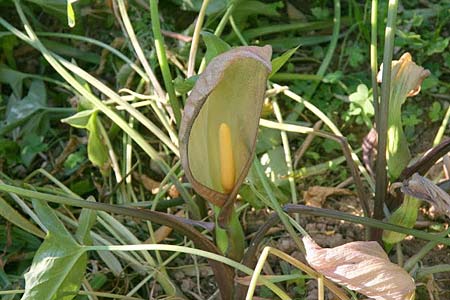 Arum concinnatum \ Schner Aronstab, Hbscher Aronstab / Elaborated Arum, GR Korinth/Corinth 7.5.2014 (Photo: Gisela Nikolopoulou)