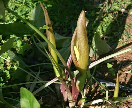 Arum concinnatum \ Schner Aronstab, Hbscher Aronstab, GR Korinth 29.4.2014 (Photo: Gisela Nikolopoulou)