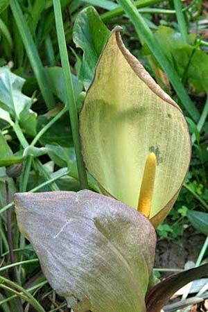 Arum concinnatum \ Schner Aronstab, Hbscher Aronstab, GR Korinth 1.5.2014 (Photo: Gisela Nikolopoulou)