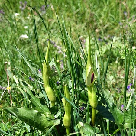 Arum cylindraceum \ Sdstlicher Aronstab, GR Peloponnes, Kyllini-Massiv 4.6.2012 (Photo: Gisela Nikolopoulou)