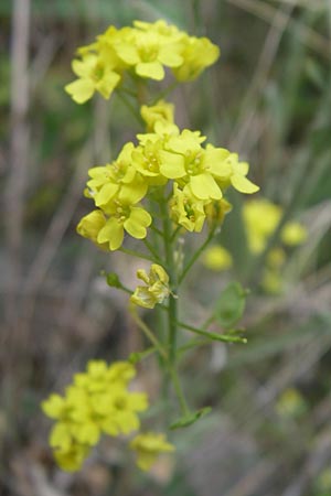 Aurinia saxatilis subsp. orientalis \ stliches Felsen-Steinkraut, GR Igoumenitsa 13.5.2008