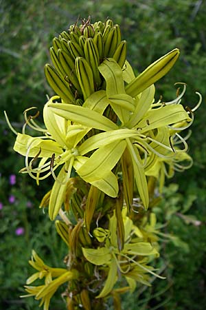 Asphodeline lutea \ Junkerlilie, Gelber Affodill, GR Zagoria, Monodendri 15.5.2008