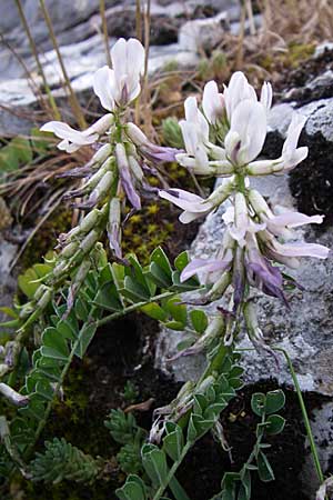 Astragalus depressus \ Niedriger Tragant / Sprawling Milk-Vetch, GR Zagoria, Monodendri 15.5.2008