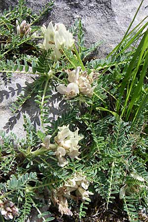 Astragalus depressus \ Niedriger Tragant / Sprawling Milk-Vetch, GR Timfi 17.5.2008