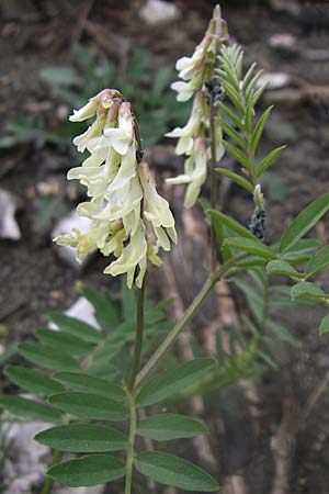 Astragalus lusitanicus subsp. orientalis \ Orientalischer Strauch-Tragant / Milk-Vetch, GR Parnitha 22.5.2008