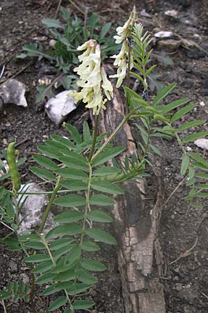 Astragalus lusitanicus subsp. orientalis \ Orientalischer Strauch-Tragant / Milk-Vetch, GR Parnitha 22.5.2008