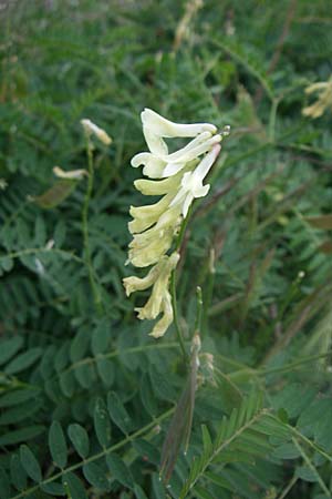 Astragalus lusitanicus subsp. orientalis \ Orientalischer Strauch-Tragant / Milk-Vetch, GR Parnitha 22.5.2008