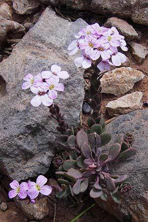 Aethionema saxatile \ Steintschel / Burnt Candytuft, GR Peloponnes, Kremasti 31.3.2013