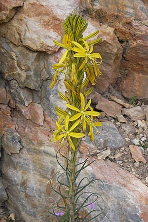 Asphodeline lutea \ Junkerlilie, Gelber Affodill / Yellow Asphodel, GR Parnitha 3.4.2013