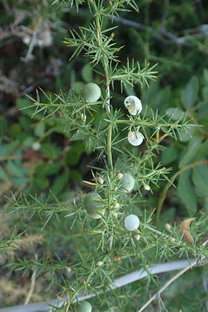 Asparagus aphyllus \ Blattloser Spargel / Mediterranean Asparagus, Prickly Asparagus, GR Euboea (Evia), Neos Pirgos 25.8.2017