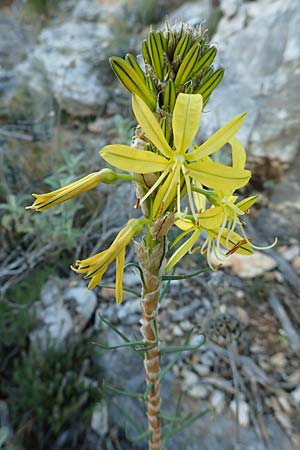 Asphodeline lutea \ Junkerlilie, Gelber Affodill / Yellow Asphodel, GR Parnitha 22.3.2019