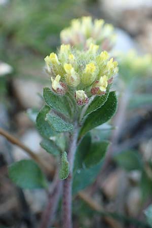 Alyssum simplex \ Gewhnliches Steinkraut, Einfache Steinkresse / Common Alison, GR Parnitha 22.3.2019