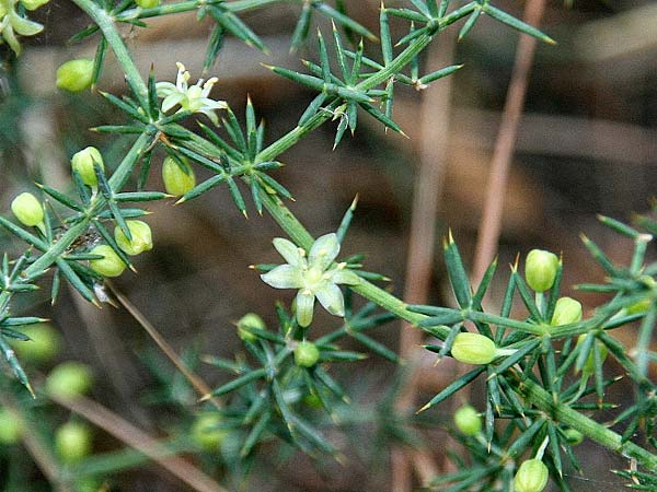 Asparagus aphyllus / Mediterranean Asparagus, Prickly Asparagus, GR Akrokorinth 16.9.2014 (Photo: Gisela Nikolopoulou)